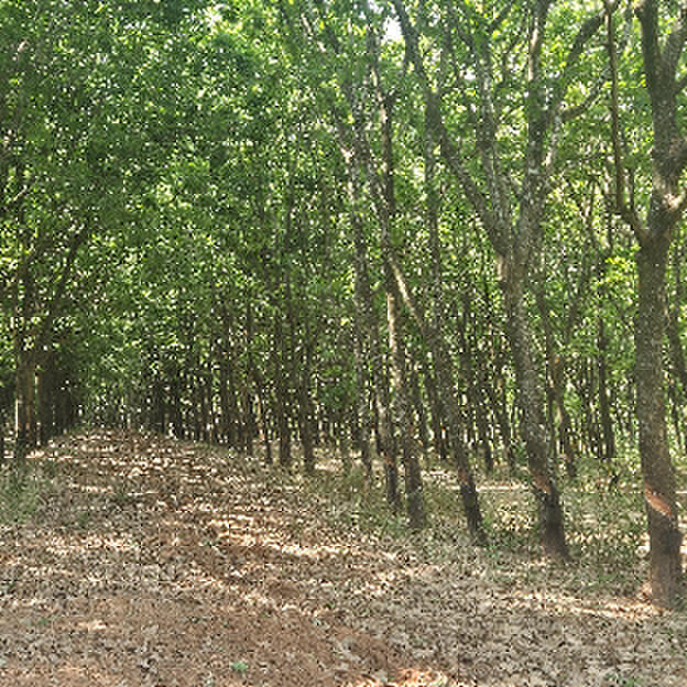 Talhão 02