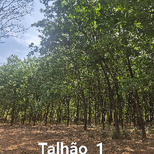Talhão 01
