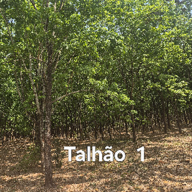 Talhão 01