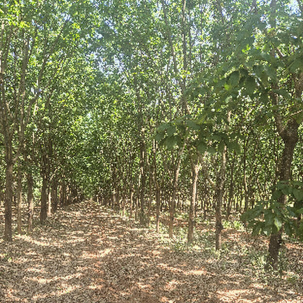 Talhão 07