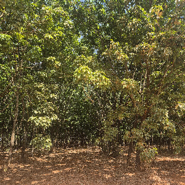 Talhão 04